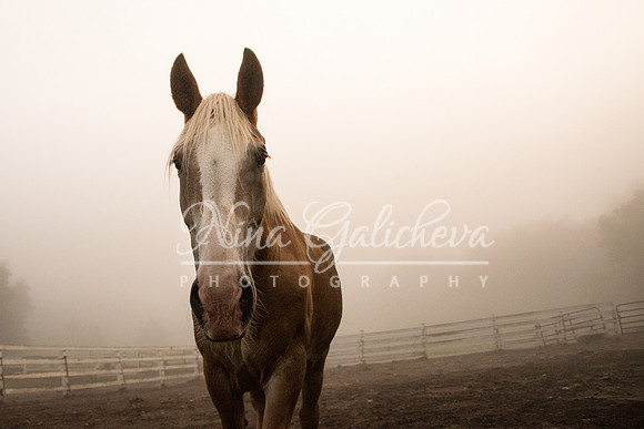 Foggy morning