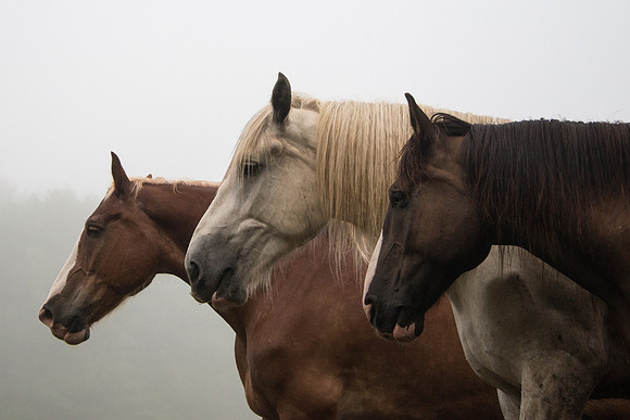 The Red, the Blonde and the Brunette