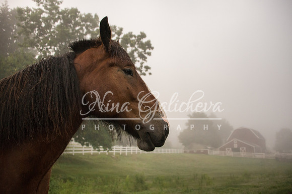 Me and My People in the Fog