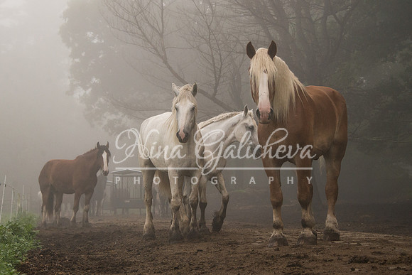 Heading out of the fog